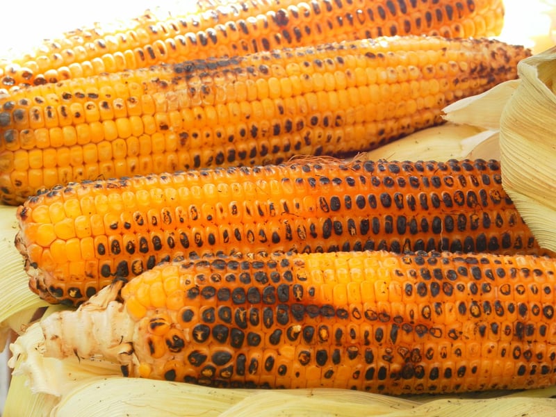 Grilled corn on the cob